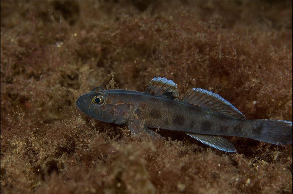 Thorogobius ephippiatus (Ghiozzo leopardo)